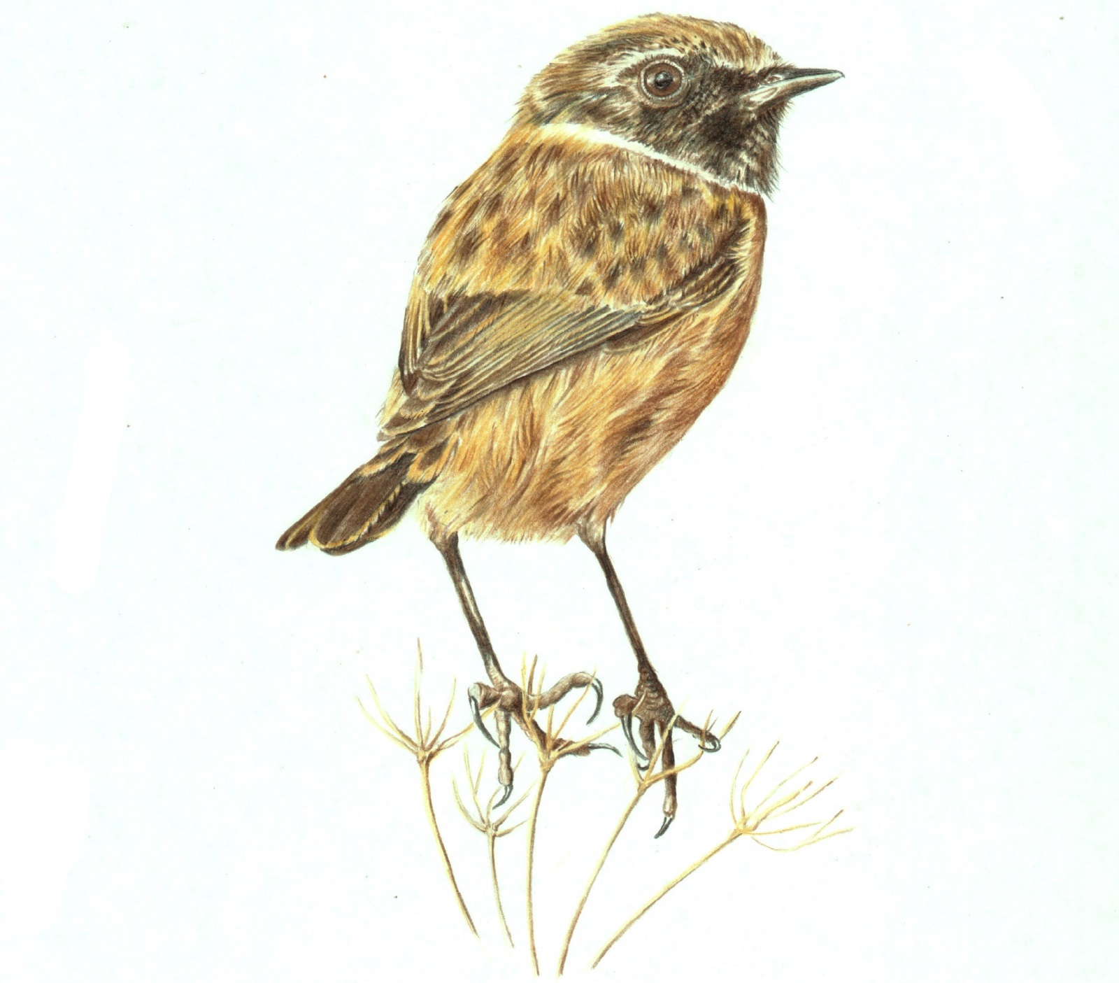 Illustration Animals Birds Plants