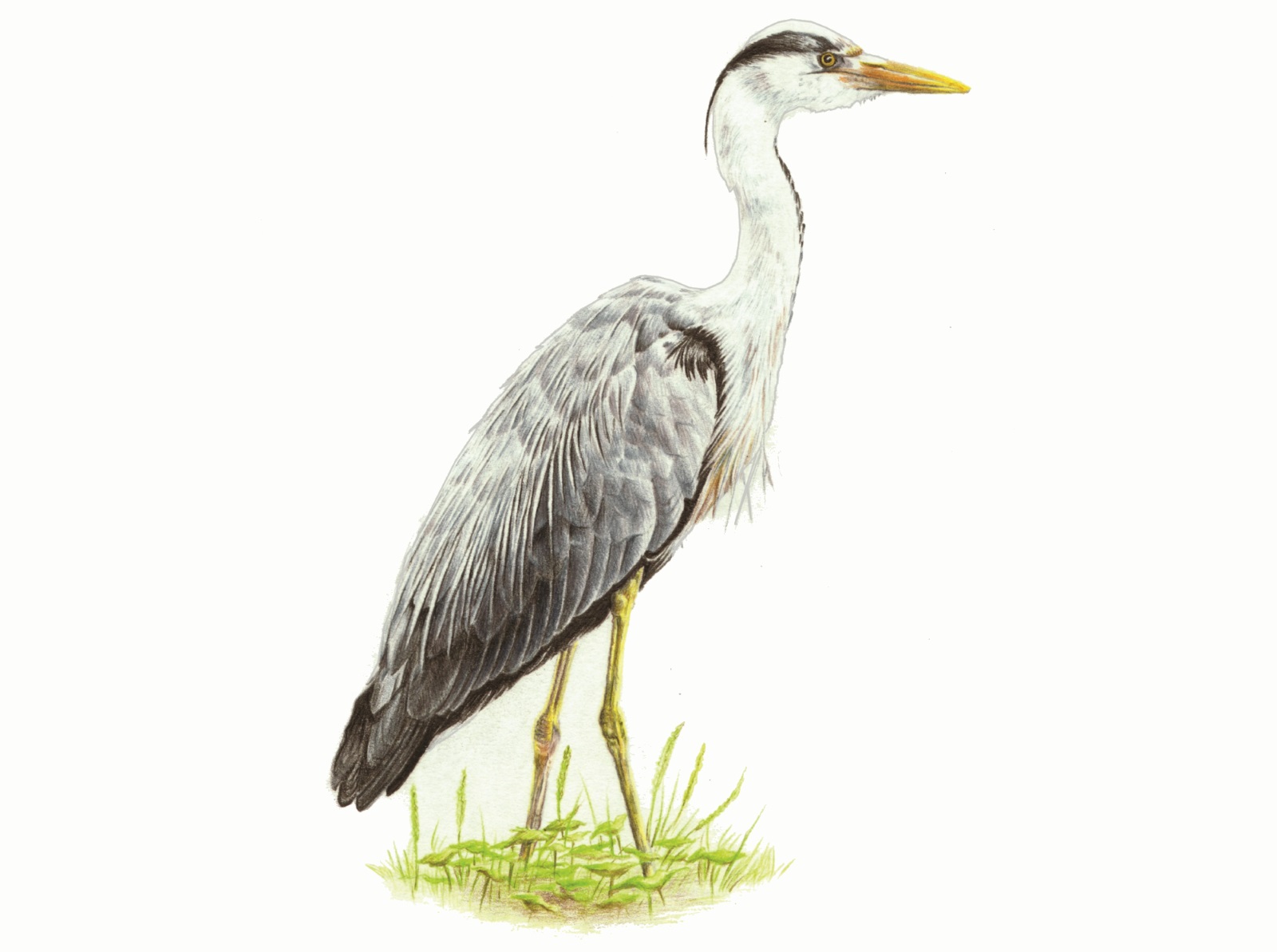 Illustration Animals Birds Plants